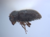 Trypophloeus salicis 12453