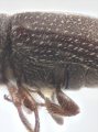 Trypophloeus salicis 12453