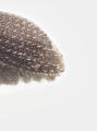 Trypophloeus salicis 12453