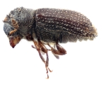 Trypophloeus salicis 12453