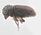Trypophloeus salicis 12453