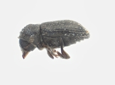 Trypophloeus salicis 13951