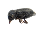 Trypophloeus salicis 13951