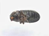 Trypophloeus salicis 13951