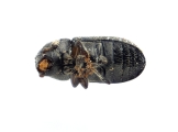 Trypophloeus salicis 13951
