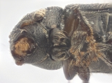 Trypophloeus salicis 13951