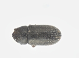 Trypophloeus salicis 13951