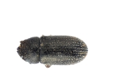 Trypophloeus salicis 13951