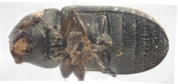 Trypophloeus salicis 13951