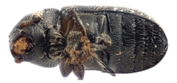 Trypophloeus salicis 13951