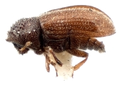 Trypophloeus striatulus 11835