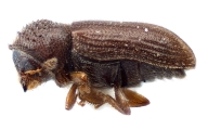 Trypophloeus thatcheri 11840
