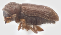 Trypophloeus thatcheri 11840