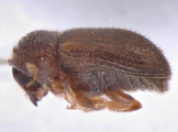 Trypophloeus tremulae 13666