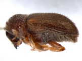 Trypophloeus tremulae 13666