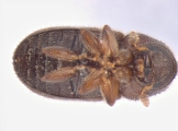 Trypophloeus tremulae 13666