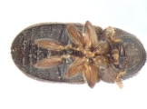 Trypophloeus tremulae 13666