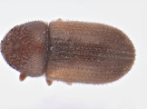 Trypophloeus tremulae 13666