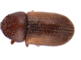 Trypophloeus tremulae 13666