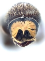 WeirdCryphaliniCorthini spp 12276