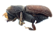 WeirdCryphaliniCorthini spp 12276