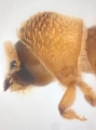 WeirdryphaliniCorthini sp 13721
