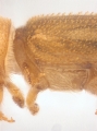 WeirdryphaliniCorthini sp 13721