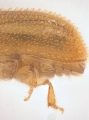 WeirdryphaliniCorthini sp 13721