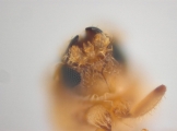 WeirdryphaliniCorthini sp 13721