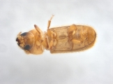 WeirdryphaliniCorthini sp 13721