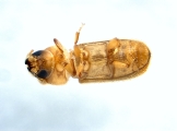 WeirdryphaliniCorthini sp 13721