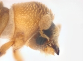 WeirdryphaliniCorthini sp 13721