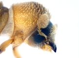WeirdryphaliniCorthini sp 13721