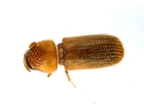 WeirdryphaliniCorthini sp 13721