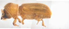 WeirdryphaliniCorthini sp 13721