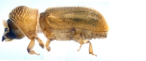 WeirdryphaliniCorthini sp 13721