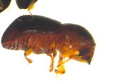 Xyleborina spp. Unidentified 14349