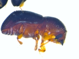 Xyleborina spp. Unidentified 14349