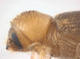 WeirdCrypXyloctonini sp_XyloctoniniTanzania 13719