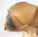 WeirdCrypXyloctonini sp_XyloctoniniTanzania 13719