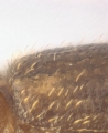 WeirdCrypXyloctonini sp_XyloctoniniTanzania 13719