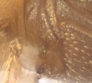 WeirdCrypXyloctonini sp_XyloctoniniTanzania 13719