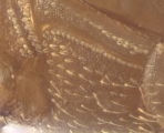 WeirdCrypXyloctonini sp_XyloctoniniTanzania 13719