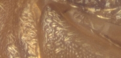 WeirdCrypXyloctonini sp_XyloctoniniTanzania 13719