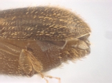 WeirdCrypXyloctonini sp_XyloctoniniTanzania 13719