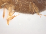 WeirdCrypXyloctonini sp_XyloctoniniTanzania 13719