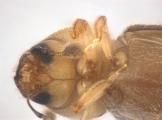 WeirdCrypXyloctonini sp_XyloctoniniTanzania 13719