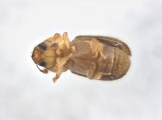 WeirdCrypXyloctonini sp_XyloctoniniTanzania 13719