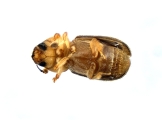 WeirdCrypXyloctonini sp_XyloctoniniTanzania 13719