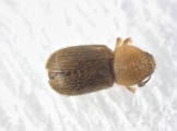 WeirdCrypXyloctonini sp_XyloctoniniTanzania 13719